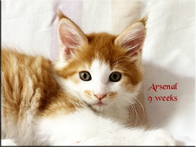 arsenal9weeks