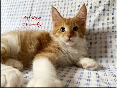 axlrose11w