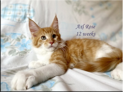 axlrose12w