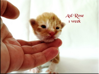 axlrose1week