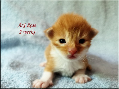 axlrose2w