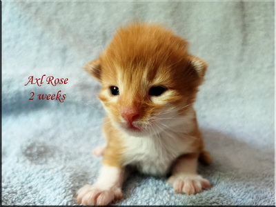 axlrose2w