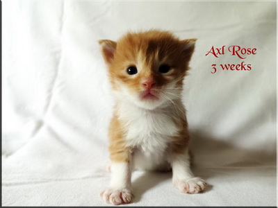 axlrose3w