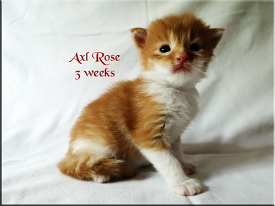 axlrose3w