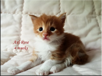 axlrose4w