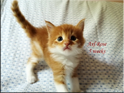 axlrose5weeks