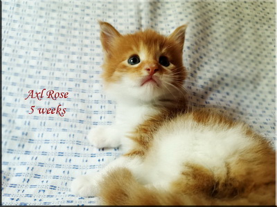 axlrose5weeks