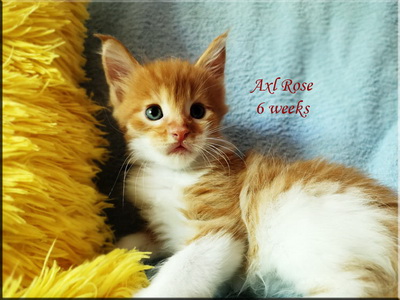 axlrose6weeks