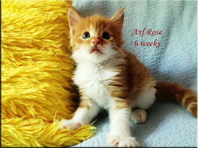 axlrose6weeks