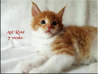 axlrose7weeks