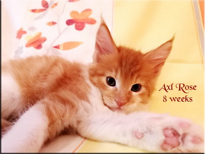 axlrose 8 weeks