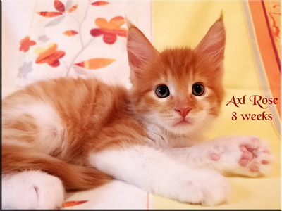 axlrose 8 weeks