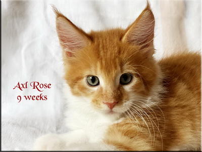 axlrose9weeks
