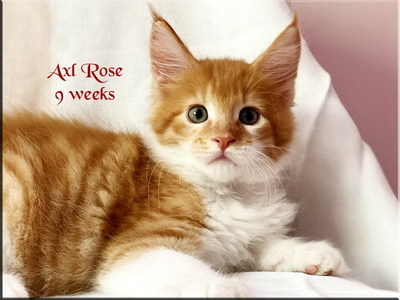 axlrose9weeks