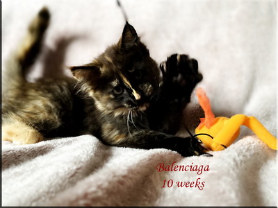 balenciaga10weeeks