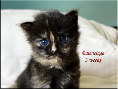 balenciaga3weeks
