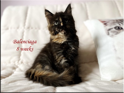 balenciaga8weeks
