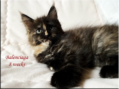 balenciaga8weeks