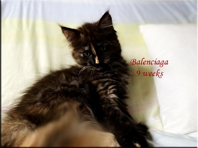 balenciaga9weeks