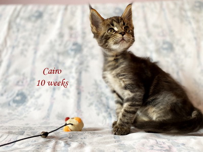 cairo10w