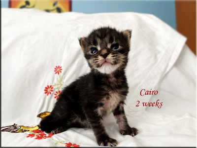 cairo2w