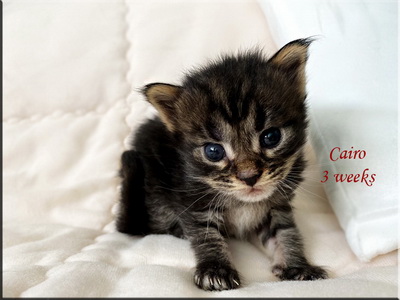 cairo3weeks