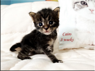 cairo3weeks