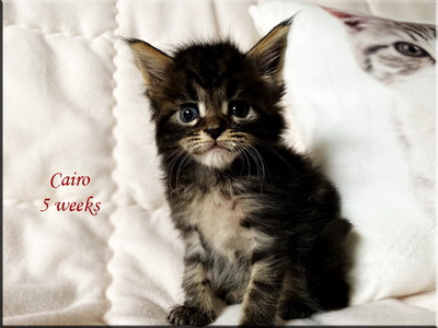 cairo5weeks