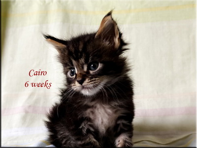 cairo6weeks