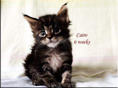 cairo6weeks