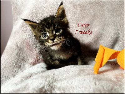 cairo7weeks