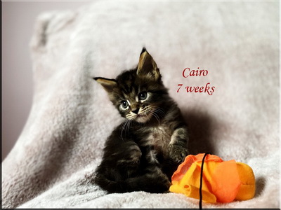 cairo7weeks