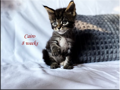 cairo8w