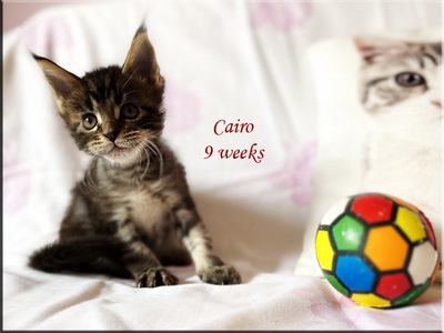 cairo9w