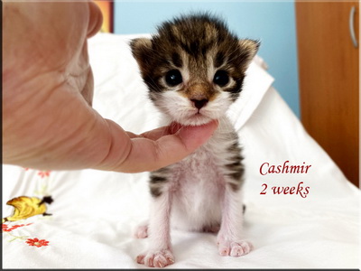 cashmir2w