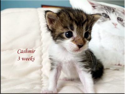 cashmir3weeks
