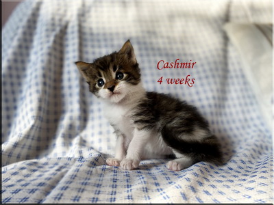cashmir4w