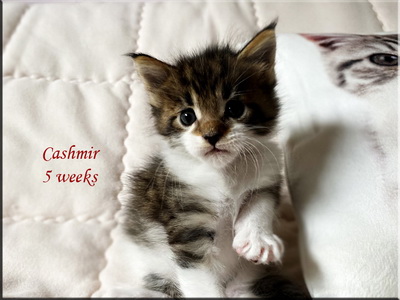 cashmir5weeks