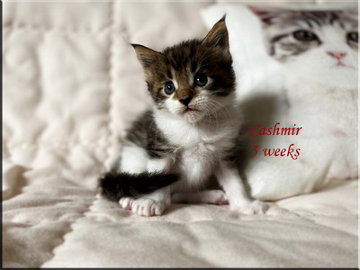 cashmir5weeks