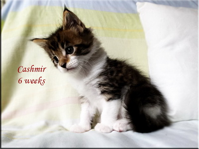 cashmir6weeks