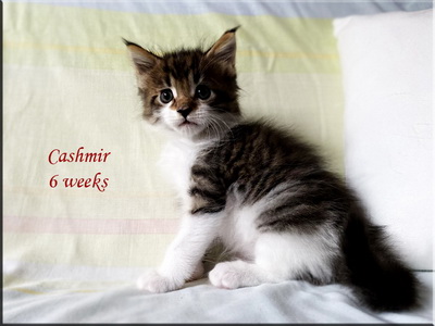 cashmir6weeks