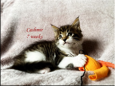cashmir7weeks