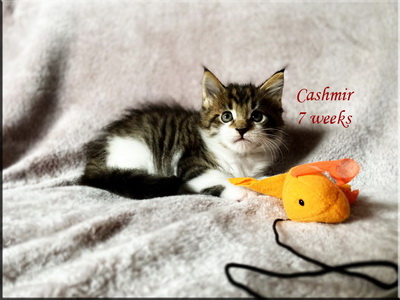 cashmir7weeks