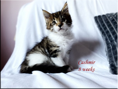 cashmir8w