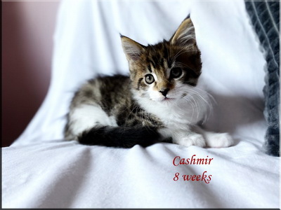 cashmir8w