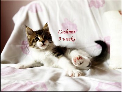 cashmir9w