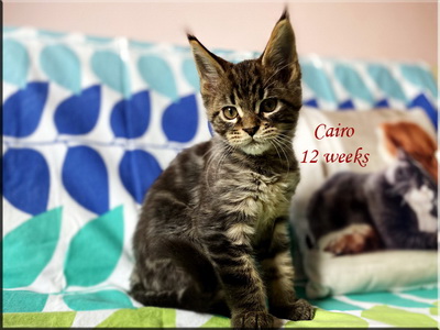 cairo12weeks