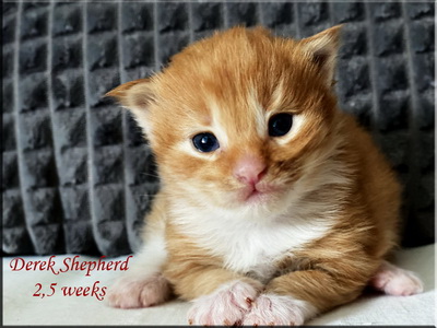 derekshepherd25weeks