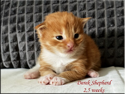 derekshepherd25weeks