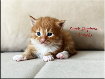 derekshepherd35weeks